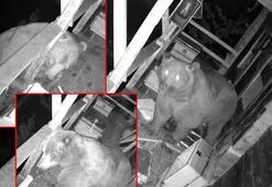 2 gün üst üste balkondan tırmandı! Görüntüleri izleyince şoke oldu