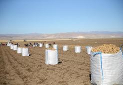 Doğu'nun "patates havzası" Bitlis'te hummalı hasat mesaisi