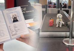 Dünya turundaki köpek İstanbul'a geldi