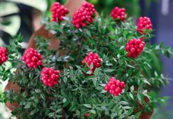 Kokina buketi nasıl saklanır? Suya koymak büyük hata: Böylesi ilk günkü gibi canlı