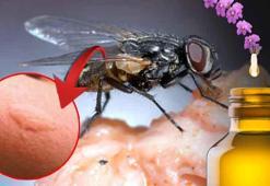 Karasinekleri tek hamlede kovmanın yolu! Kokuları çıkarın: Bir damla yeter