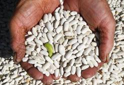 DMM'den 'Kuru fasulye krizi' iddiasına açıklama