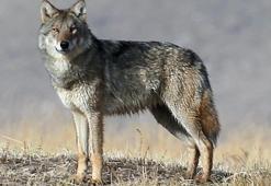 Bir anda karşısında vahşi kurt belirdi! Kamera o an kayıttaydı