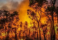 Avustralya kabusu yaşıyor! Hızla yayılan yangında 16 ev küle döndü