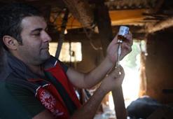 Milas'ta 'şap' alarmı! 11 mahallede 30 günlük karantina