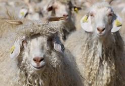 Tiftik, sözleşmeli üretim kapsamına alındı