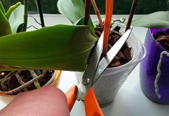 Orkideyi öldüren bir numaralı hata! Bu iki yöntem aslında baş düşmanıymış