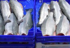 Doğu Karadeniz'in Türk somonu ihracatı 164 milyon doları aştı
