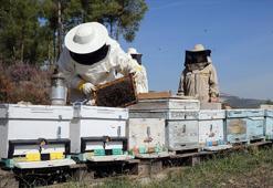 Arıcılara mesleki standart geliyor