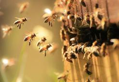 Arılar karanlıkta neden uçmaz hiç düşündünüz mü? Bu yüzden sadece gündüz görüyoruz
