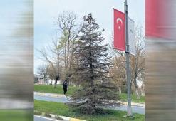 Kezzap değil, stres kuruttu