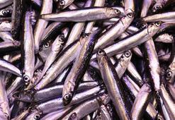 İstanbul'da haldeki balıkçıların yüzünü en çok "hamsi" güldürdü