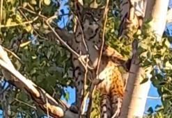 Görüntü Tunceli'den! Herkes vaşak sandı, fark siyah çizgilerle anlaşıldı