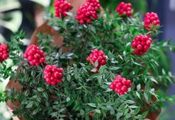 Kokinalar hemen buruşuyor mu? Kokina çiçeği bakımının püf noktası