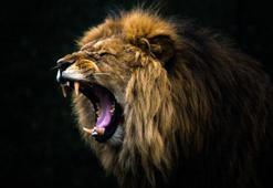 Dünyanın en tehlikeli hayvanları açıklandı! Birinciye çok şaşıracaksınız