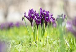 İhracatı yasak ve kotaya tabi doğal çiçek soğanları belirlendi