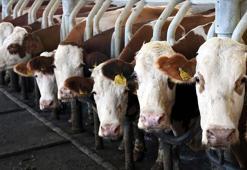 Toplanan inek sütü miktarı ekimde azaldı