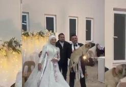 Sıra dışı düğün hediyesi! Gelen misafirler şaşkına döndü: Değeri 100 bin TL