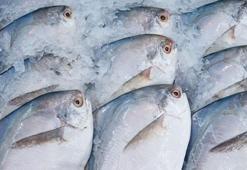 Japonya'nın yasaklı balığı felç ediyor... Ağzınıza sürmeyin, işte belirtileri