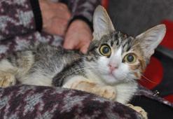 Evcil hayvan sahipleri dikkat! Çip için son tarihi kaçıranları para cezası bekliyor