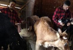 Sisteme dayanamadı kariyeri 'sıfır'ladı: Almanya'da robot olacağıma köyümde çoban olurum