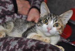 Evcil hayvan sahipleri dikkat! Çip için son tarihi kaçıranları para cezası bekliyor