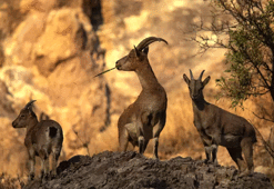 Ava giderken avlandı: Yaban keçisi vuran şahsa 953 bin TL ceza!