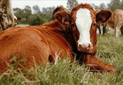 Hayvancılık işletmelerinde damızlık amacıyla kullanılacak hayvanlara ilişkin usul ve esaslar düzenlendi