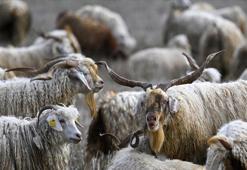 Tiftiğin ekonomiye kazandırılması için destek mekanizmaları geliştirilecek