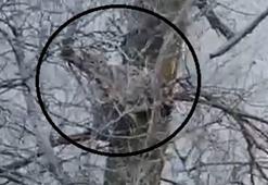 Yer: Sivas! Ağaçta görüntülendi, herkes hayrete düştü