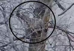 Nesli tehlike altında olan vaşak, ağaçta görüntülendi