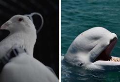 Dünyanın en tuhaf silahları! Hayvanlardan nesnelere istihbaratın karanlık yüzü