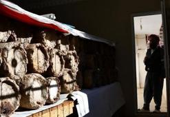 Dünyanın en pahalı ürünü evinin odasından çıkıyor! ‘Kilosunu 10 bin TL’den satıyoruz’