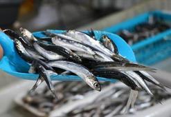 Türkiye'den 14,4 milyon dolarlık hamsi ihracatı yapıldı