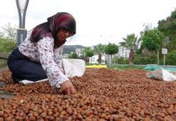 Giresun'da fındık fiyatı 250 TL'ye geriledi