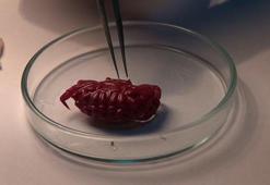 Akdeniz’de sessizce değişiyor! Türkiye'de ilk kez görüldü