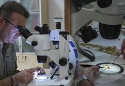 Emekli öğretmen doğa yürüyüşünde yeni bir tür keşfetti! ‘Koruma altına alınması gerekiyor'