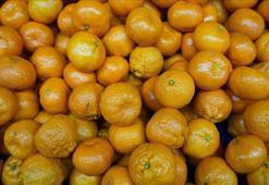 Türkiye'nin mandalina ihracatı rekora ulaştı