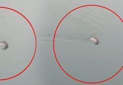 Görür görmez telefona sarıldı! Baraj gölünü yüzerek geçti