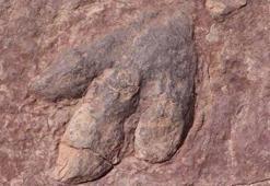 210 milyon yıllık keşif! Binlercesi bulundu