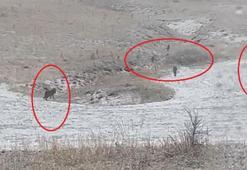 Yer: Bayburt! Köylüleri dehşete düşüren görüntü