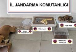 Eve giren jandarmalar şoke oldu! Yılan, örümcek, kertenkele...