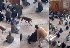 Cuma namazında korku dolu anlar! Pitbull cemaatin ortasına daldı