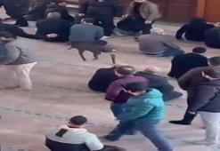 Kocaeli'de pitbull camiye girdi! Sahibine adli ve idari işlem yapıldı