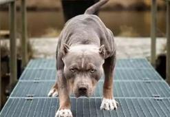 Yargıtay’dan Pitbull için ‘yasak ırk’ vurgusu