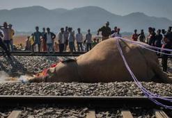 Göç yolu ölüme götürdü! Tren kazasında 7 fil telef oldu