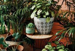 Bu bitki evin havasını 12 saat içinde temizliyor: Küf, kimyasal ve kötü kokuya karşı doğal kalkan