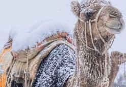 Suudi Arabistan çöllerinde sıra dışı görüntü! Etraf bembeyaz oldu, gören inanamadı