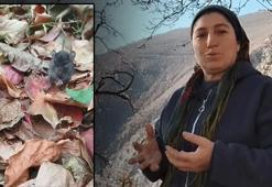 Artvin'de sevgi dili! Bahçesine giren tarla faresine hurma yedirdi