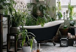 Nemli ortamda yıllarca canlı kalıyor! Banyoyu botanik cennetine çeviren özel bitki